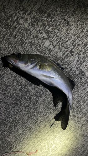 スズキの釣果