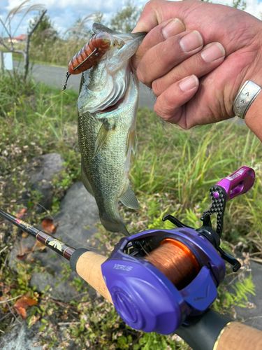 ラージマウスバスの釣果