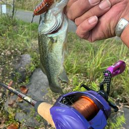 ラージマウスバス