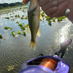 ラージマウスバス