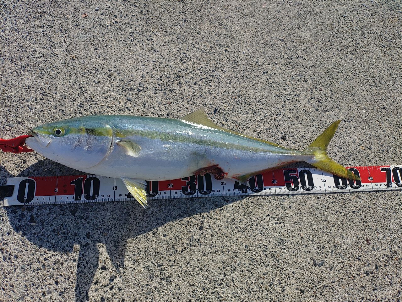 PALMS ピンウィール PFGS-69UL+の最安値・インプレ・釣果 | 本音の