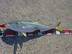 ワラサの釣果