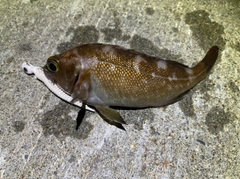 エゾメバルの釣果
