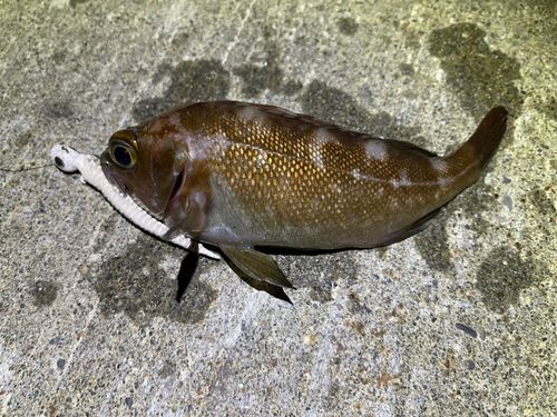 エゾメバルの釣果