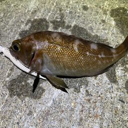 エゾメバル