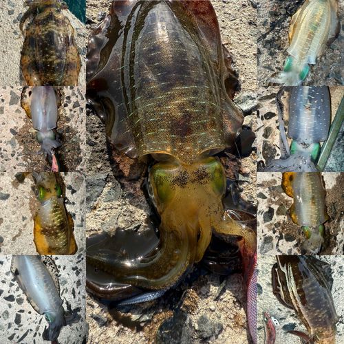 アオリイカの釣果