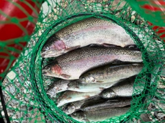 ニジマスの釣果