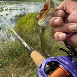 ラージマウスバス