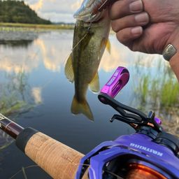 ラージマウスバス