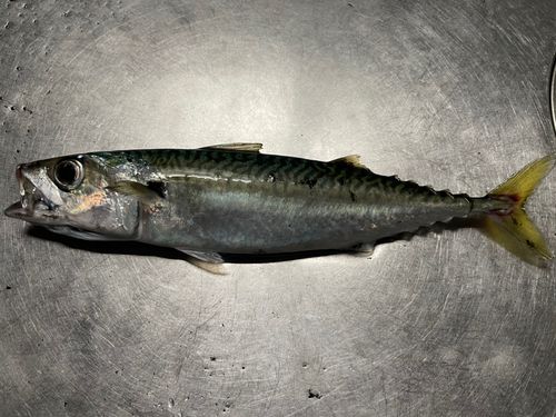 サバの釣果