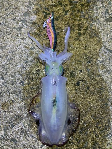 アオリイカの釣果