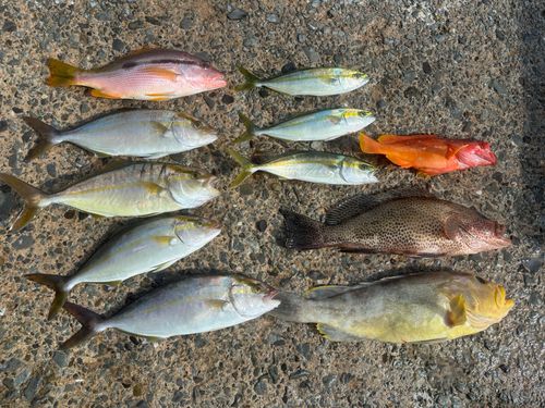 オオモンハタの釣果