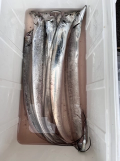 タチウオの釣果