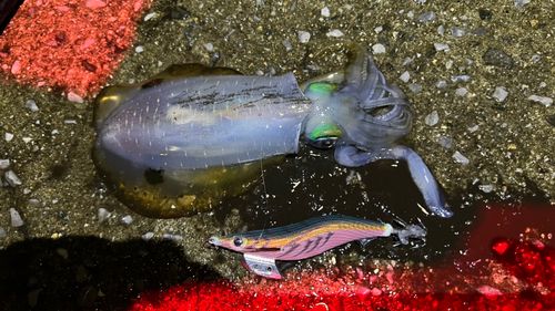 アオリイカの釣果
