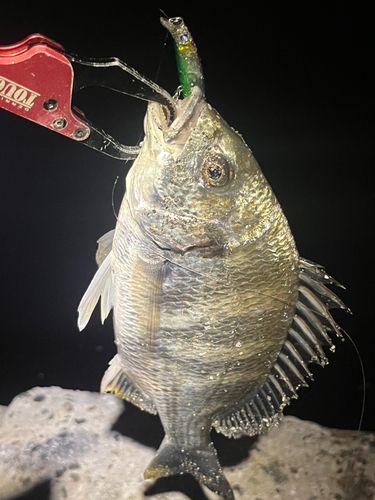 キビレの釣果