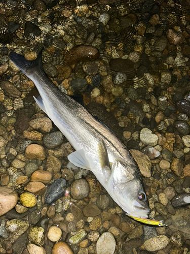 スズキの釣果