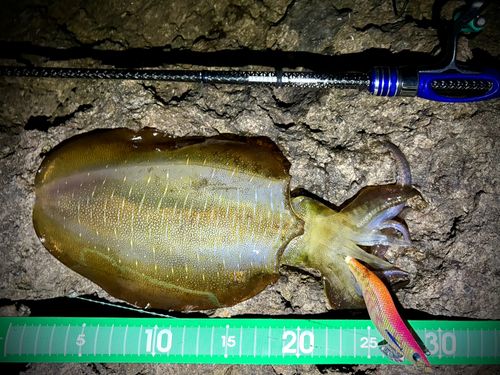 アオリイカの釣果