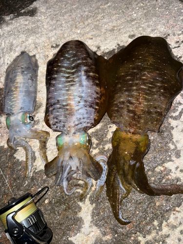 アオリイカの釣果