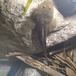 マゴチ