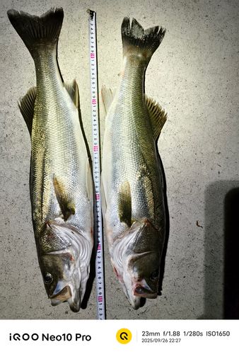 石巻湾