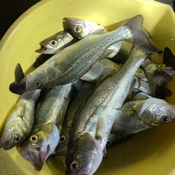 セイゴ（タイリクスズキ）