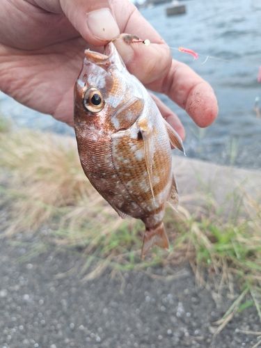 天白川河口