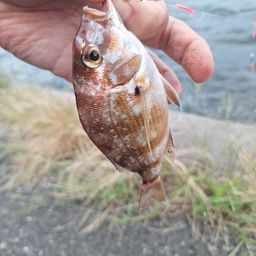 ボラ