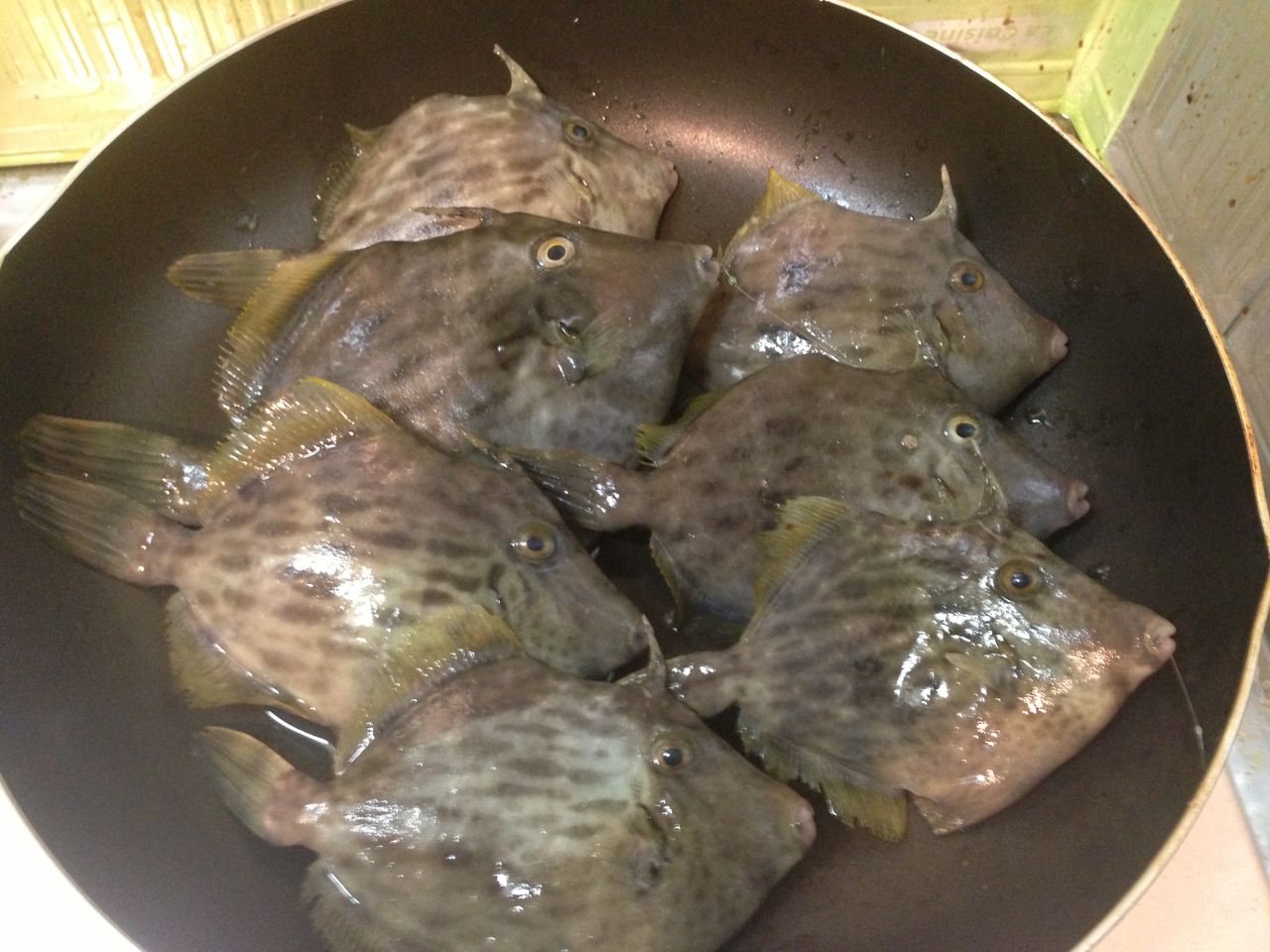 カワハギ
