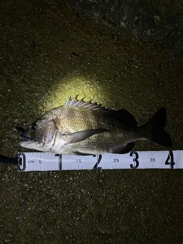 チヌの釣果