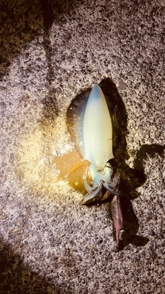 イカの釣果