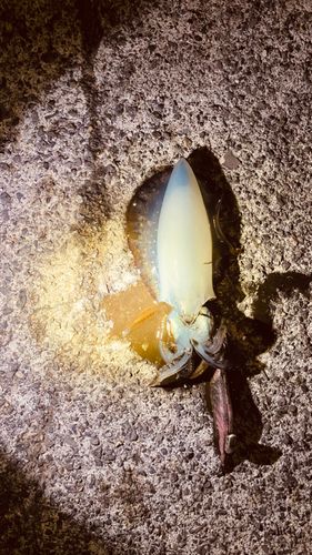 イカの釣果