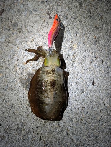本荘人工島