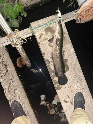 ライギョの釣果