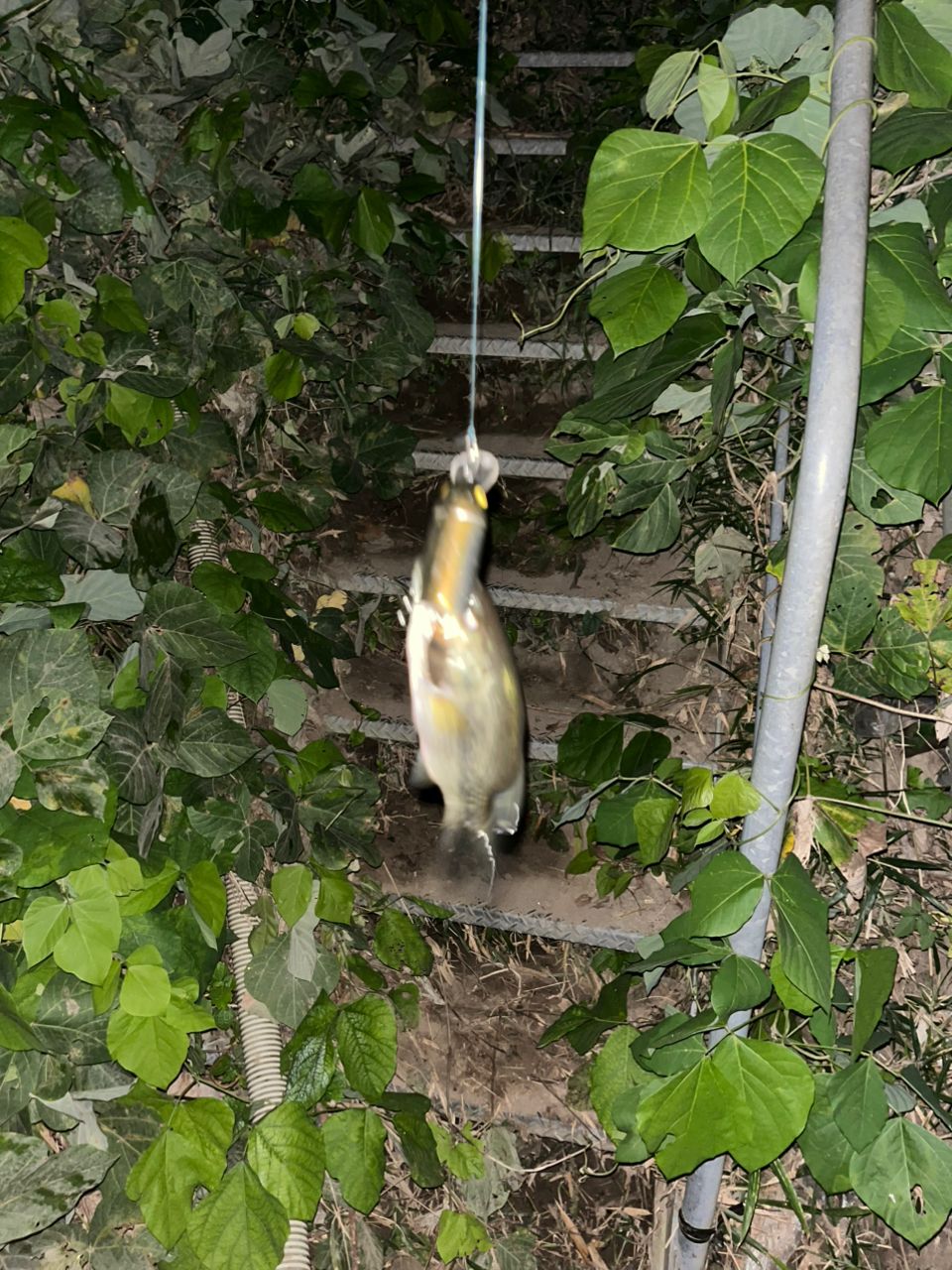 ラージマウスバス