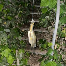 ラージマウスバス