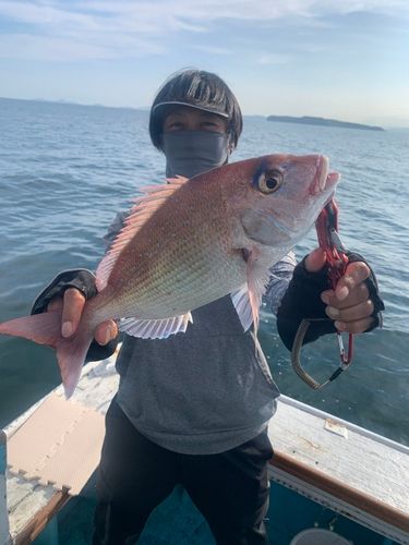 マダイの釣果