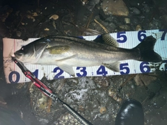 シーバスの釣果