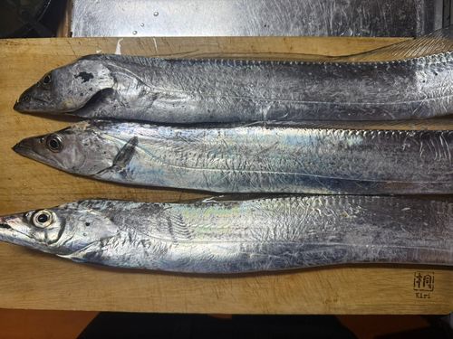 タチウオの釣果