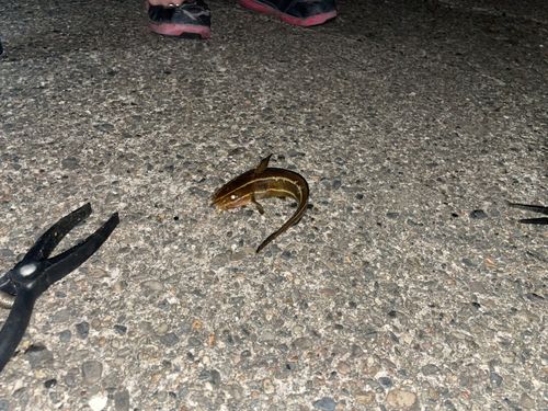 那珂湊港