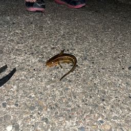 ゴンズイ