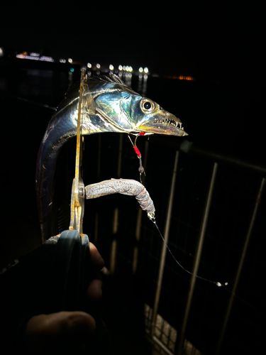 タチウオの釣果