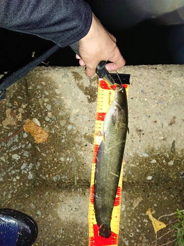 ナマズの釣果