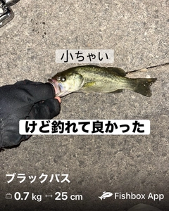 ブラックバスの釣果