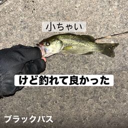 ブラックバス
