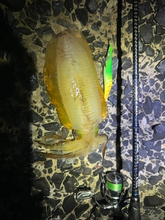 イカの釣果