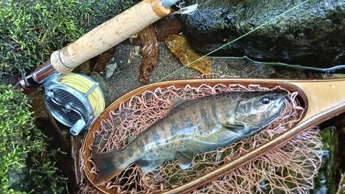 アマゴの釣果