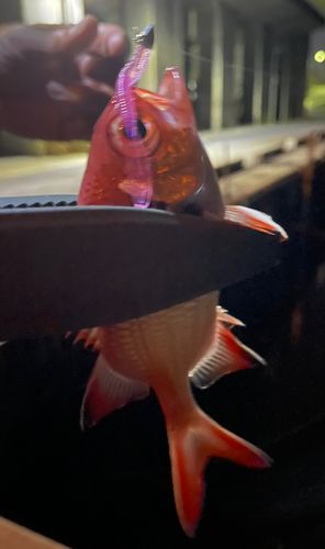 イットウダイの釣果