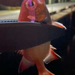 イットウダイ