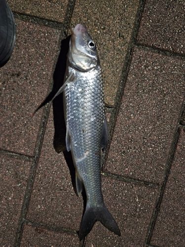 ニゴイの釣果