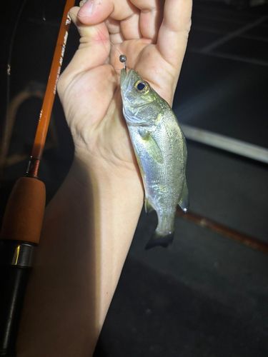 マルスズキの釣果